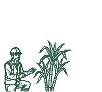 Safra Sticker by Bio Aroeira