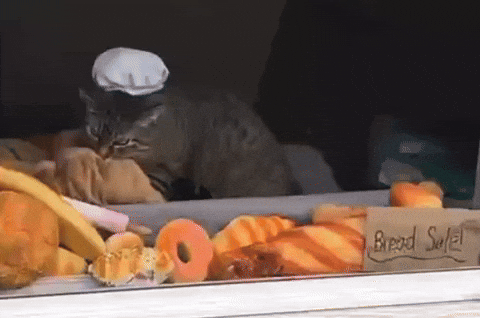 Cat Bread GIF by Respective
