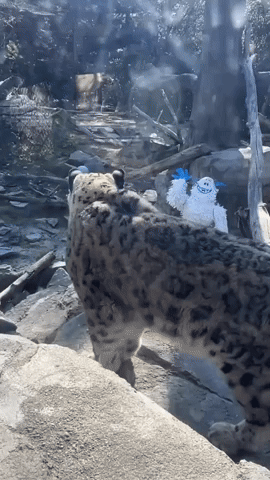 Snow Leopards Wary of Yeti Intruder in Zoo Enclosure
