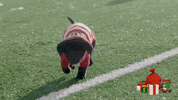 universityofutah dogs puppies university of utah uofu GIF