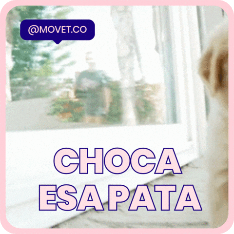 Movet dog celebrate pet success GIF