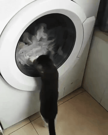 Video gif. A kitten is peering at a drying machine inquisitively and tries to catch the clothes as it starts spinning. It jumps and scratches at the glass, to no avail.