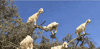 GIF by Random Goat