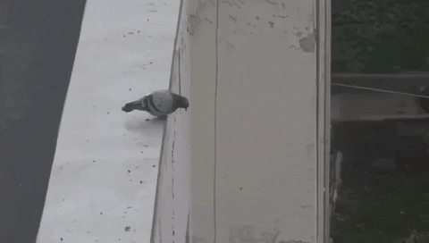 pigeon goodbye GIF