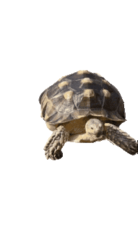 Tortoise Kimberly Mcdonald Sticker by KMD