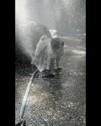 Summer Drinking GIF