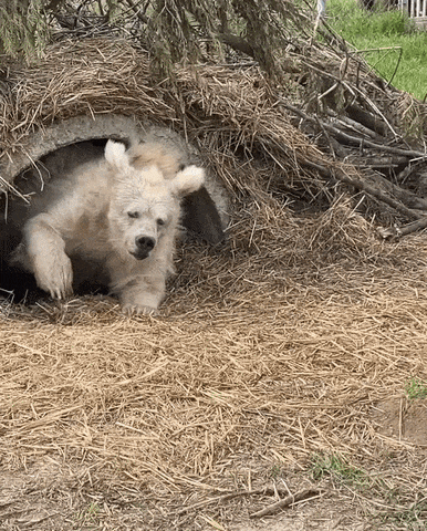54e116b1d398497ab96b3ec907abd736 giphyupload GIF