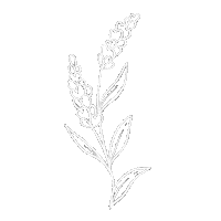 steph_fireflyatelier nature flower plant minimal Sticker