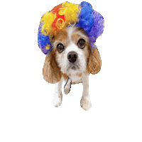 Happy Cavalierkingcharlesspaniel Sticker