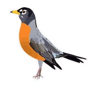 ivyillustration bird spring birds robin Sticker