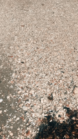 beach sea GIF