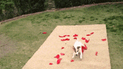 balloon swarm GIF