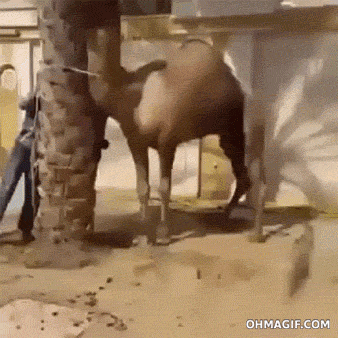 time camel GIF