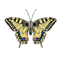 LozzaRachTattooer butterfly swallowtail lozzarach lozzarachtattoo Sticker