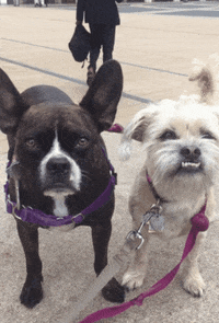 french bulldog dog GIF by Gottalotta