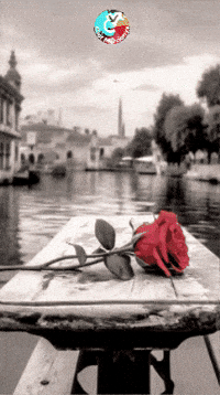 Feliz Rosa GIF by Murcianys LLC