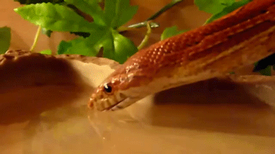 snakes GIF