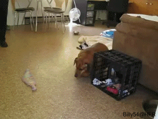 Video gif. An extremely overweight wiener dog plods outside from inside his house, stopping at the door jam to rest and pant, his tail wagging.