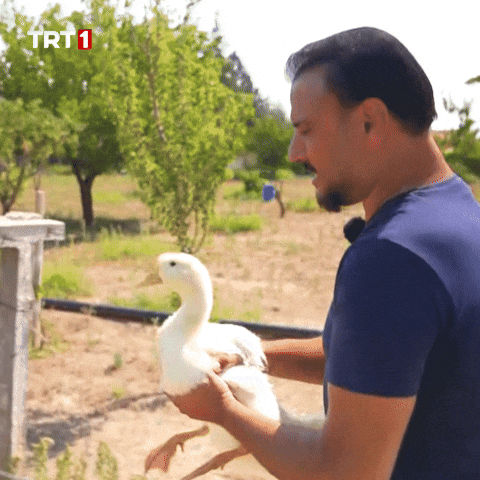 Come New Year GIF by TRT