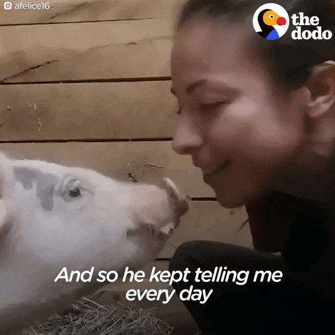 pig GIF by The Dodo