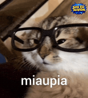 Cat Gatos GIF by Sou Eu Na Vida