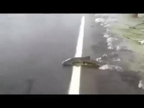road salmon GIF