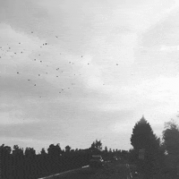 Black And White Birds GIF by Alina Sánchez