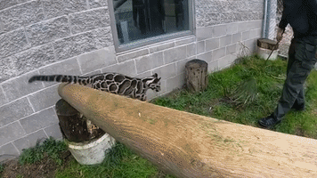 Washington Zoo Welcomes Playful Four-Month-Old Clouded Leopard