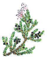 Plant Finland Sticker by Payot