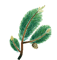 Plant Finland Sticker by Payot