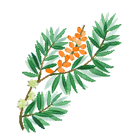 Plant Finland Sticker by Payot