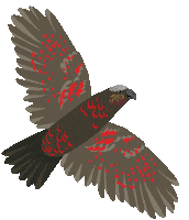 Nzbirds Zealandia Sticker by Melissa Boardman