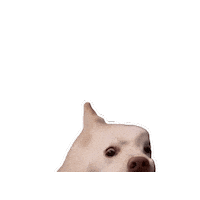 Creeper What Sticker