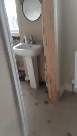Silly Pup Tries Digging in the Toilet