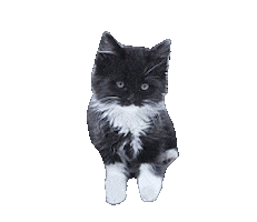 Cat Calico Sticker