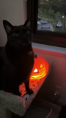 Black Cat Halloween Vibes GIF