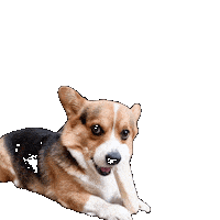 Corgi Milo Sticker