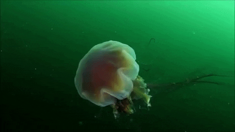 OceanaOrg giphygifmaker jellyfish marine life oceana GIF