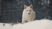 Dire Wolf Snow GIF by Colossal