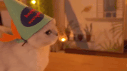 cat yes GIF