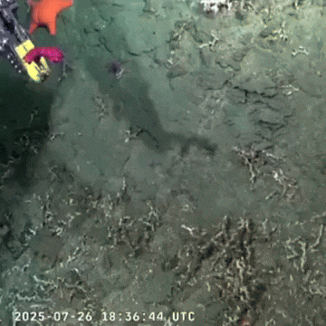 cuteanimalland giphyupload GIF