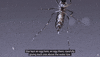 Protect Public Health GIF by SGVmosquito