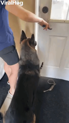 Cat Loves Going on Adventures with Dog