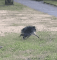Wild Animal Running GIF