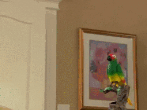 home infomercial GIF