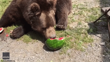 Bears Tuck Into Some Juicy Watermelon