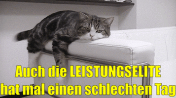 cat GIF