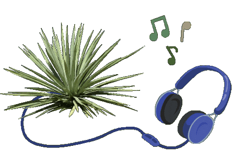 Mexico Musica Sticker by Santa Sabia Media