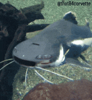 Catfish GIF