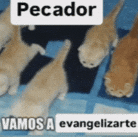 Cats Pecador GIF